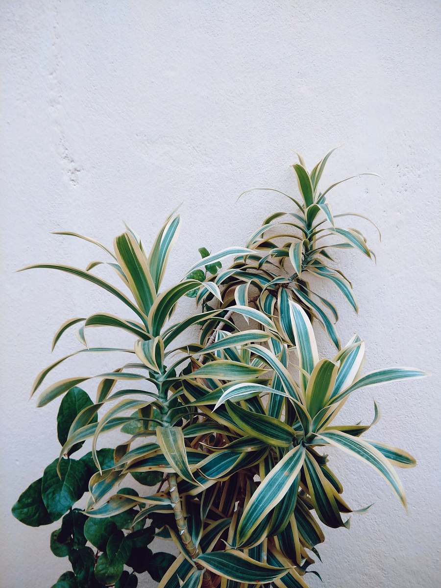 jar green leafed plant beside wall plant