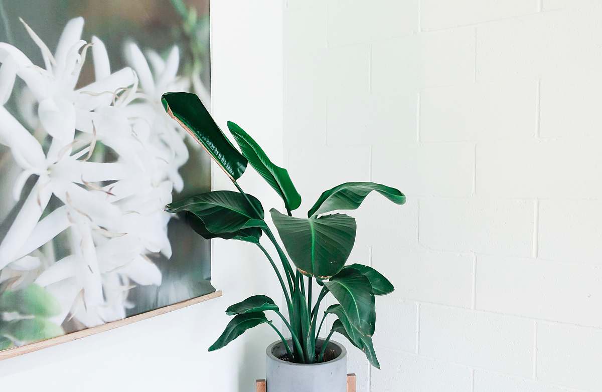 plant green leafed plant on white ceramic vase vase