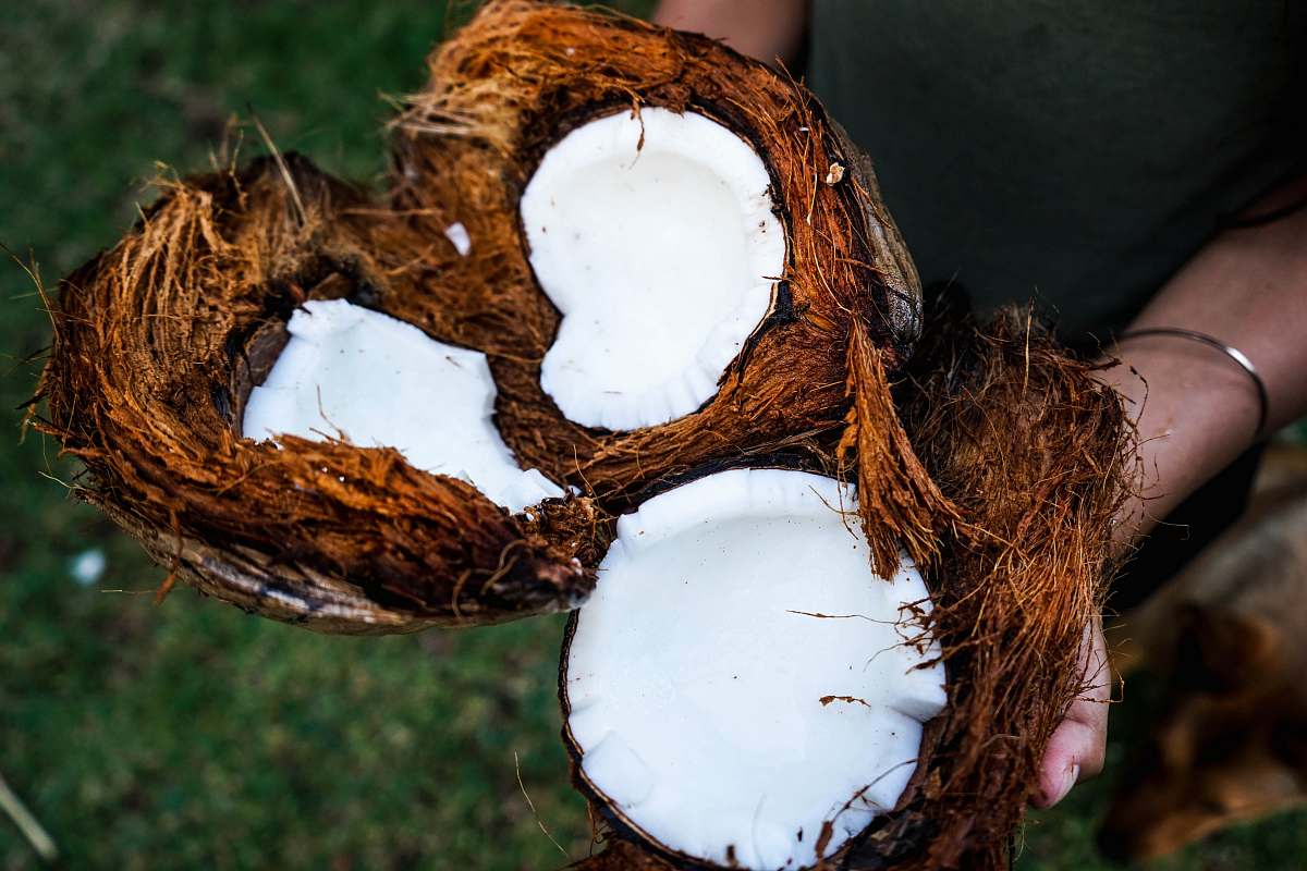 food person holding coconut husks coconut