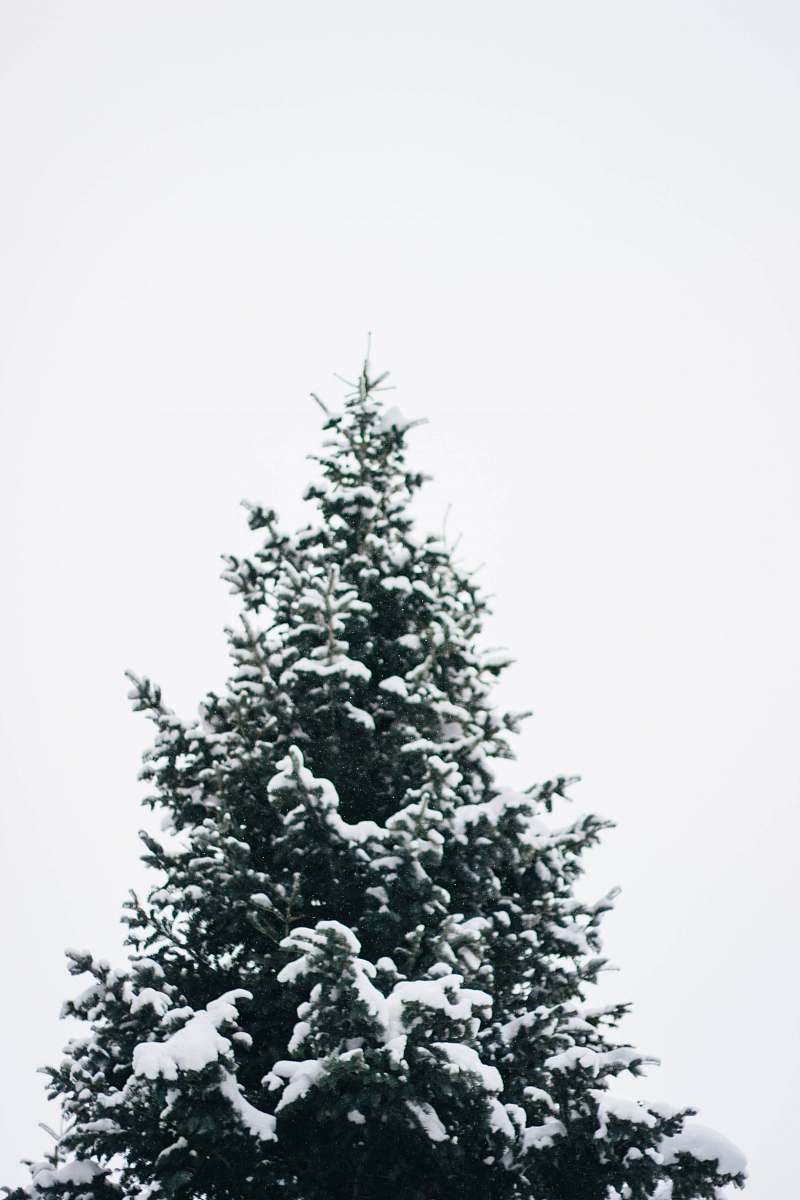 tree pine tree filled with snow conifer