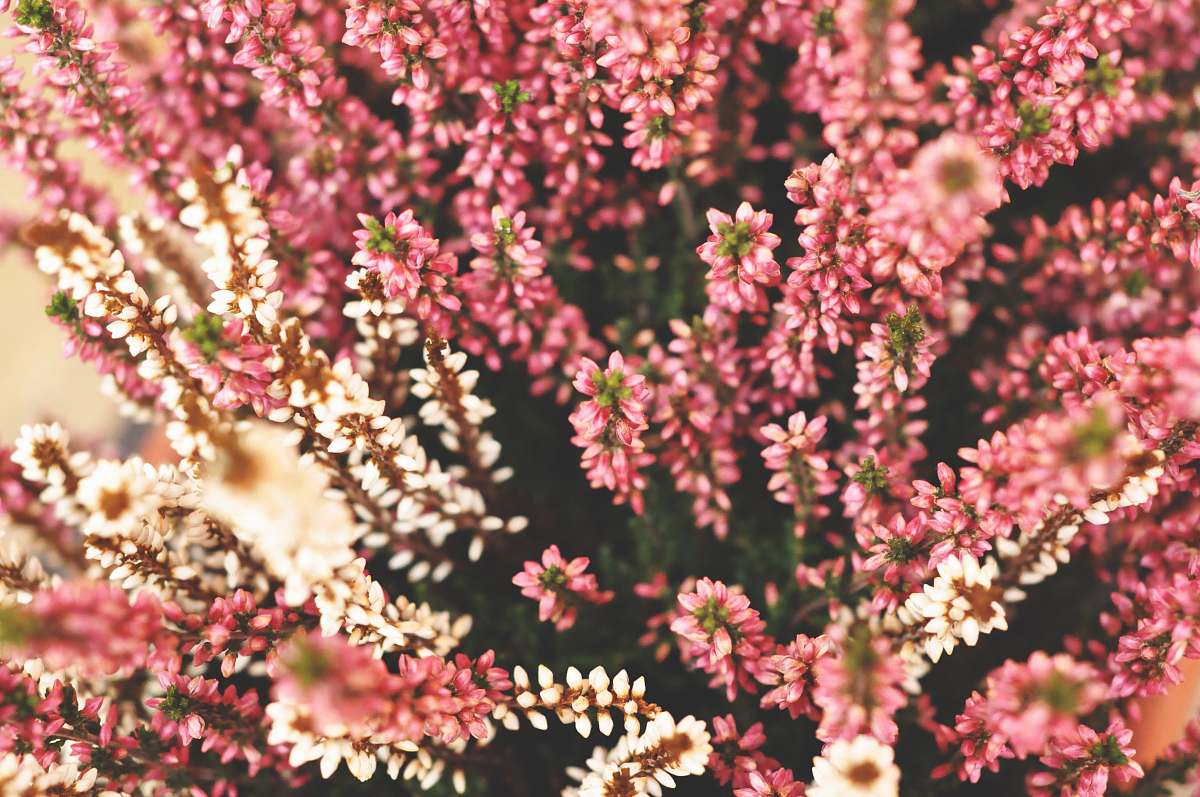 flower red and white flowers blossom