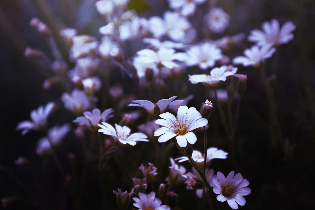 flower selective focus of purple petaled flower plant
