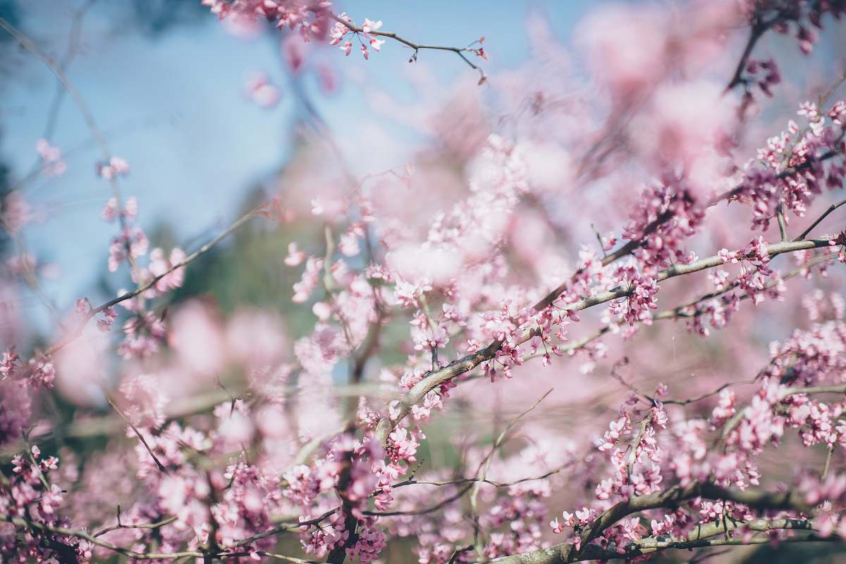 flower selective focus photography of cherry blossoms blossom