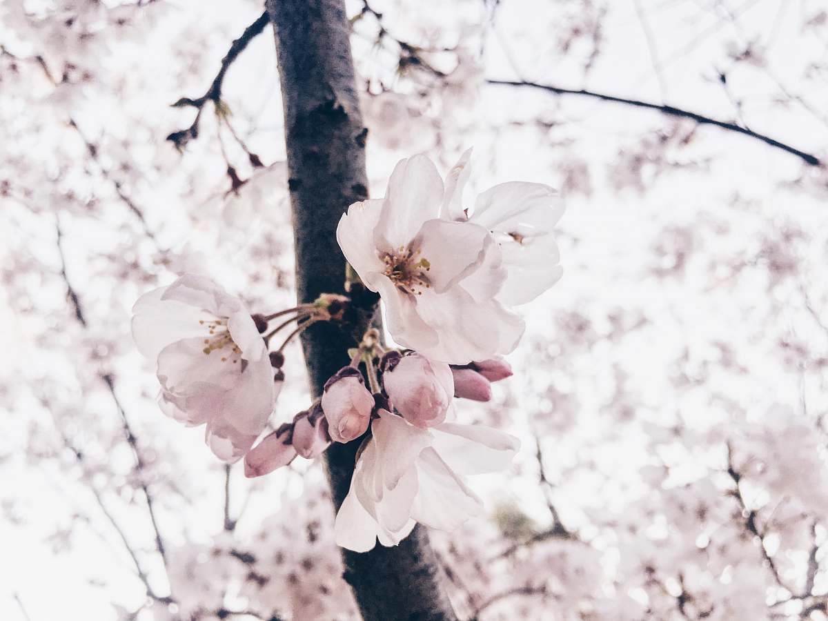 blossom selective focus photography of white and pink petaled flower plant flower