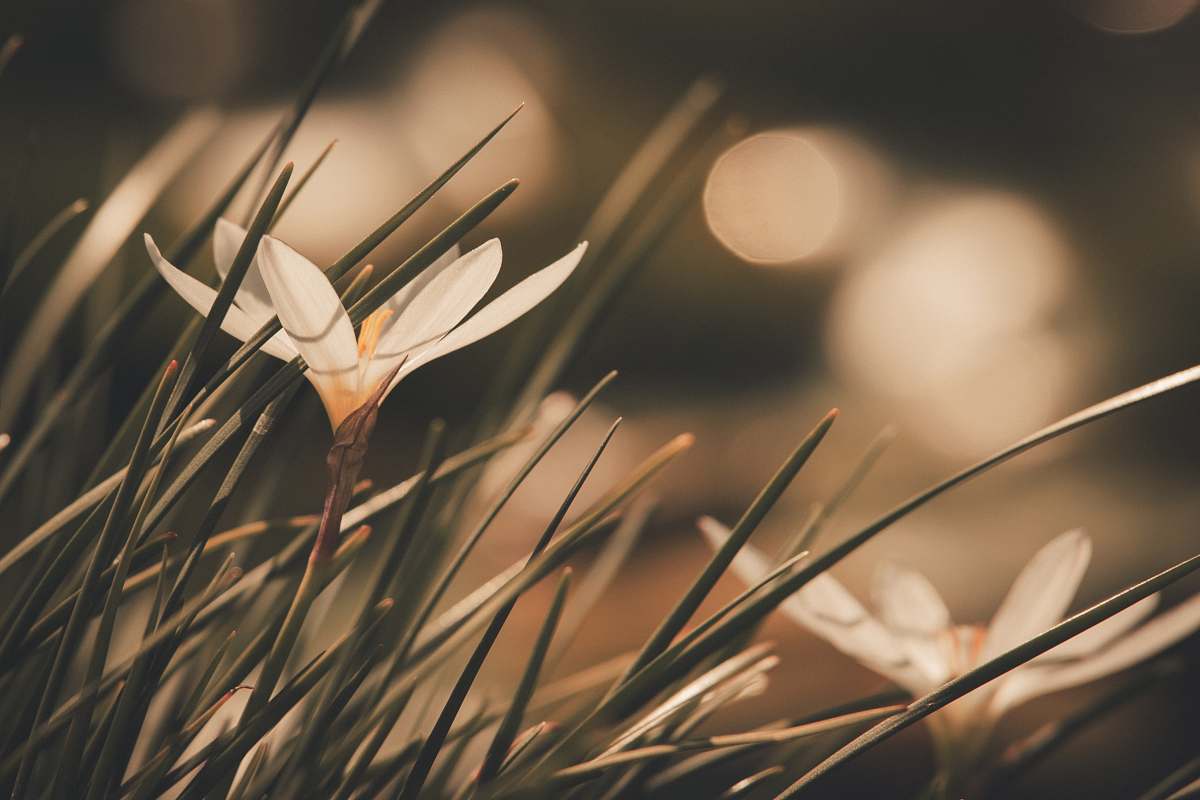 grass selective focus photography of white petaled flowers plant