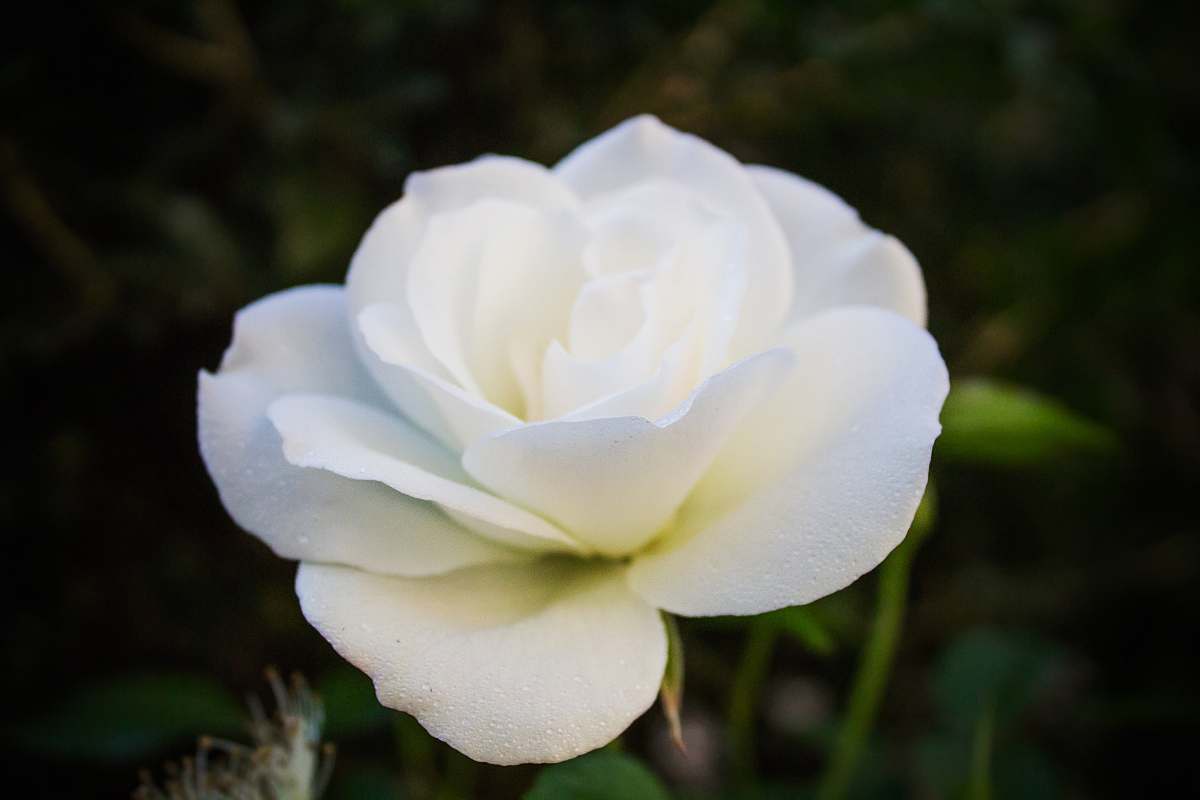 flower shallow focus photography of white flower rose