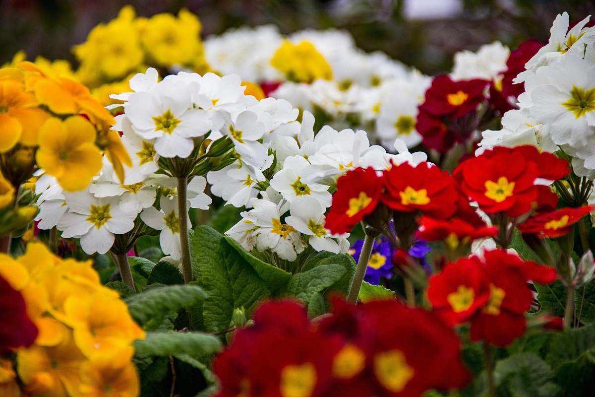 plant assorted-color flowers blossom