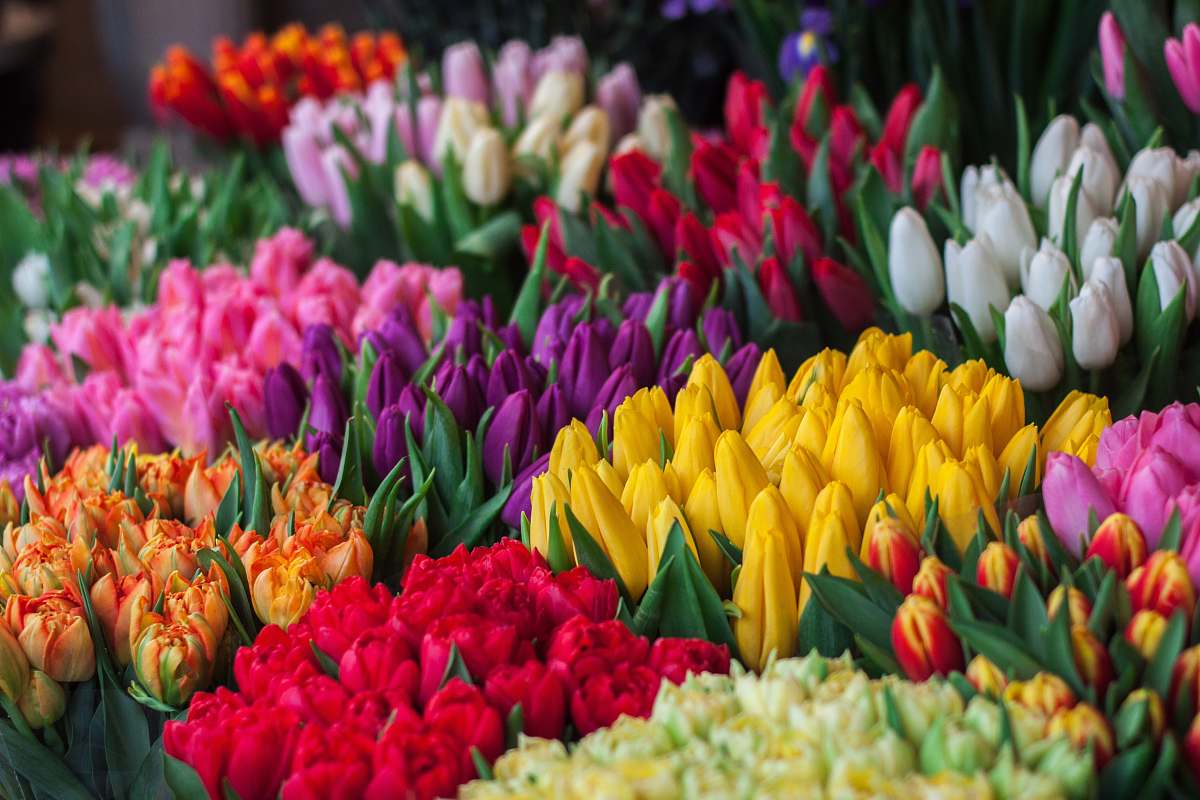 tulip assorted flowers blossom