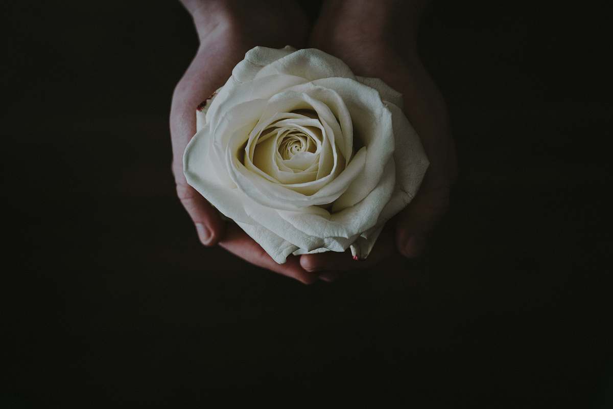flora beige rose flower in person's palms rose