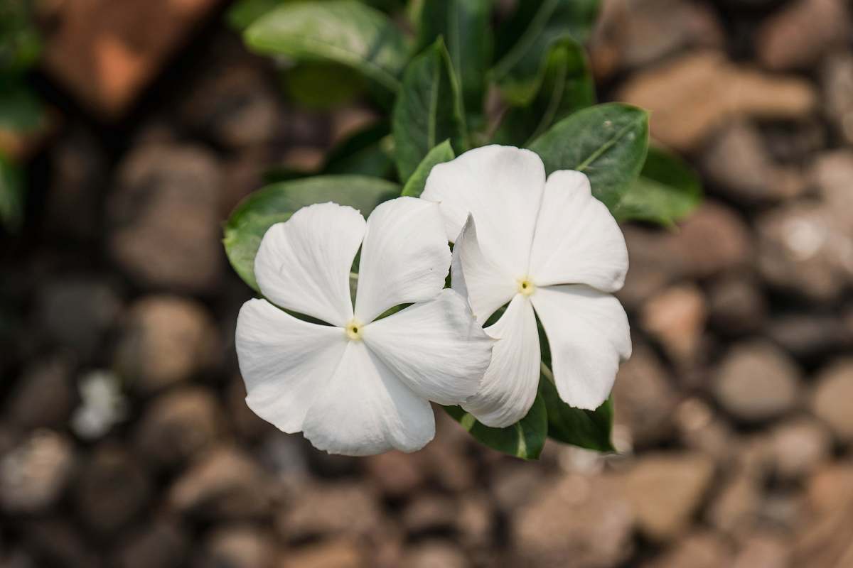 blossom blooming white plumeria flowers geranium