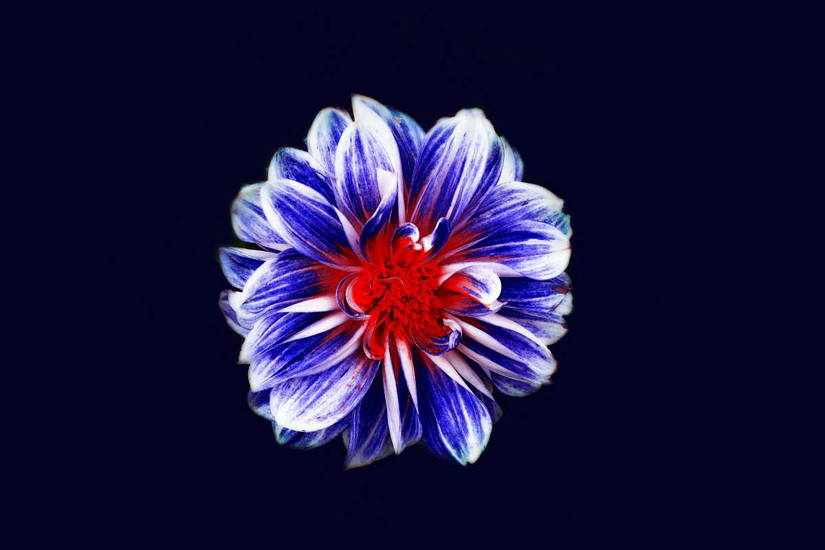 plant blue and red flower digital wallpaper flora
