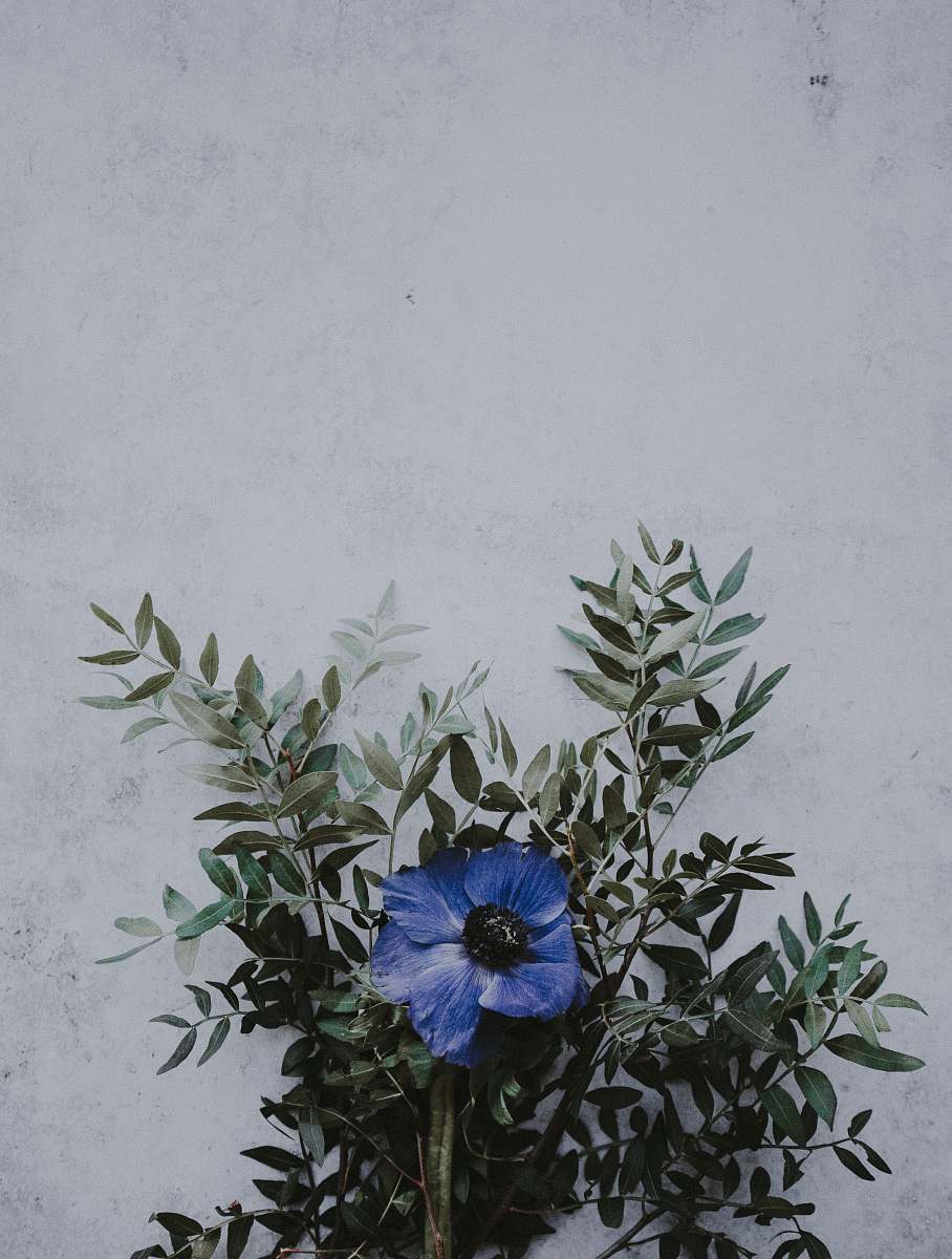 plant blue petaled flowers near wall potted plant