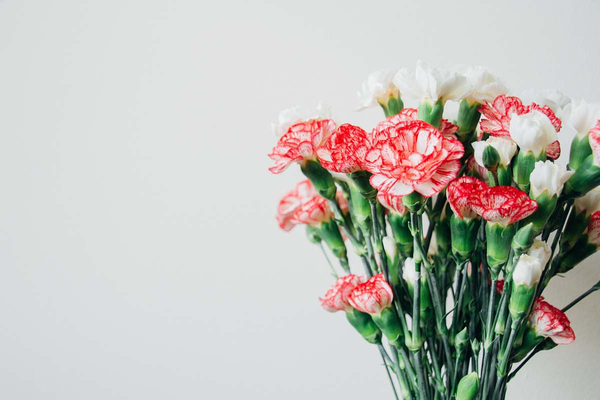 carnation bouquet of red-and-white flowers blossom