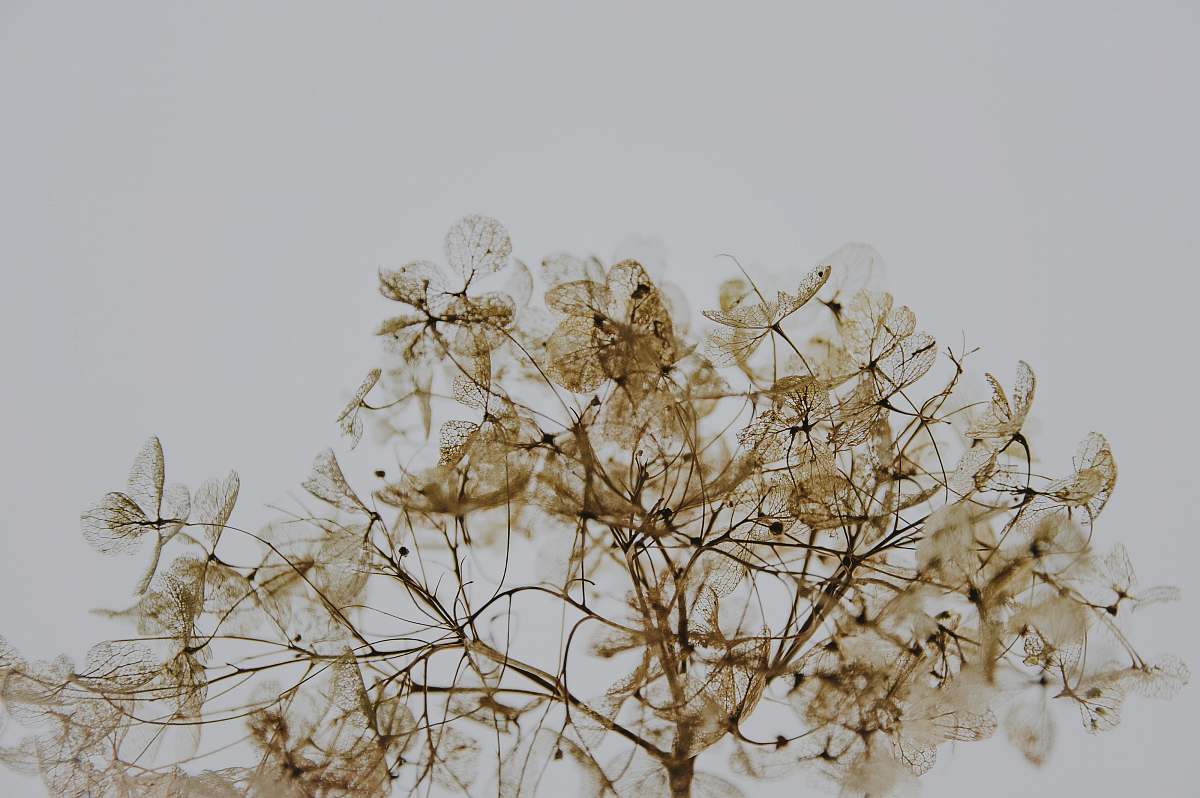 plant brown leafed tree stem