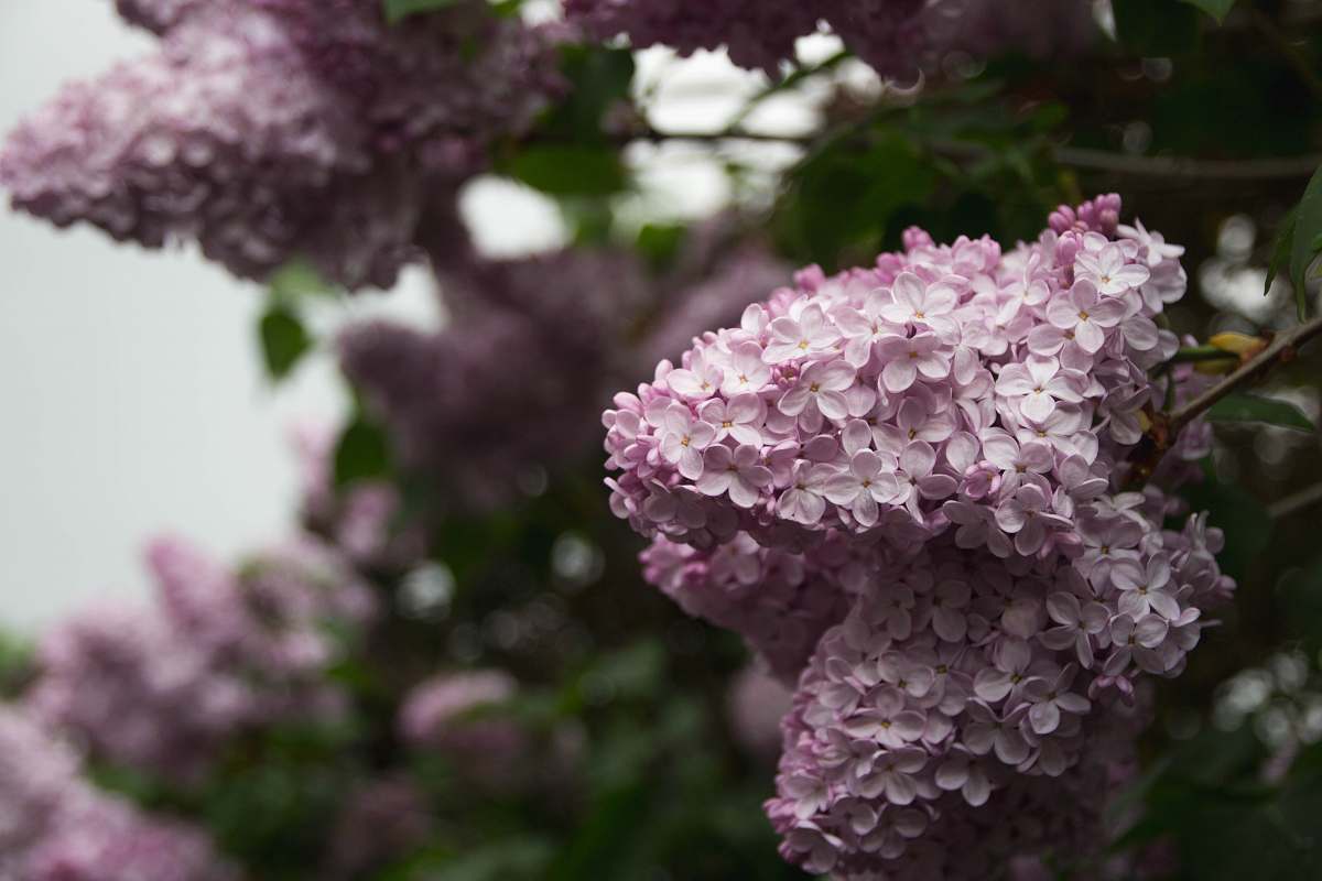 blossom cherry blossoms under clear cky lilac
