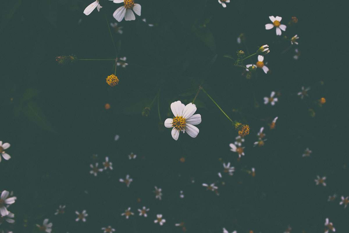 daisy close shot of white and yellow flowers pleiku