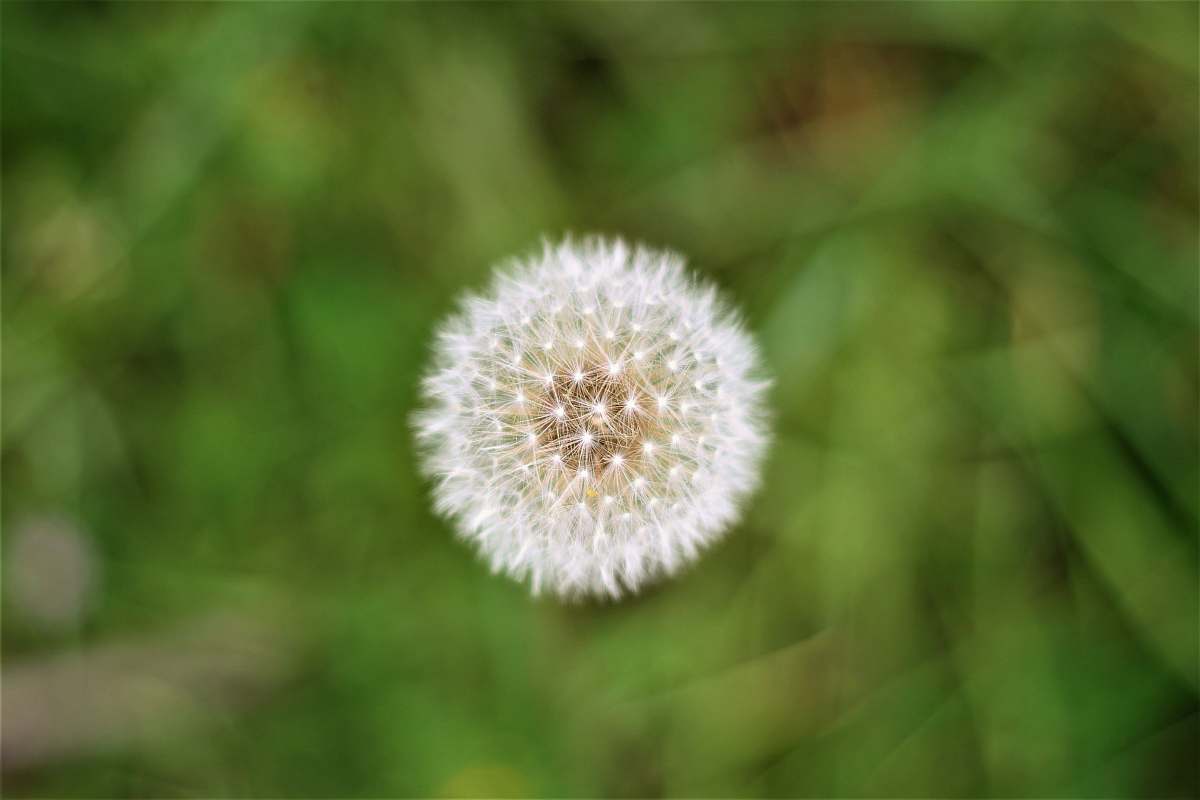 dandelion close up photo of dandelion flower plant