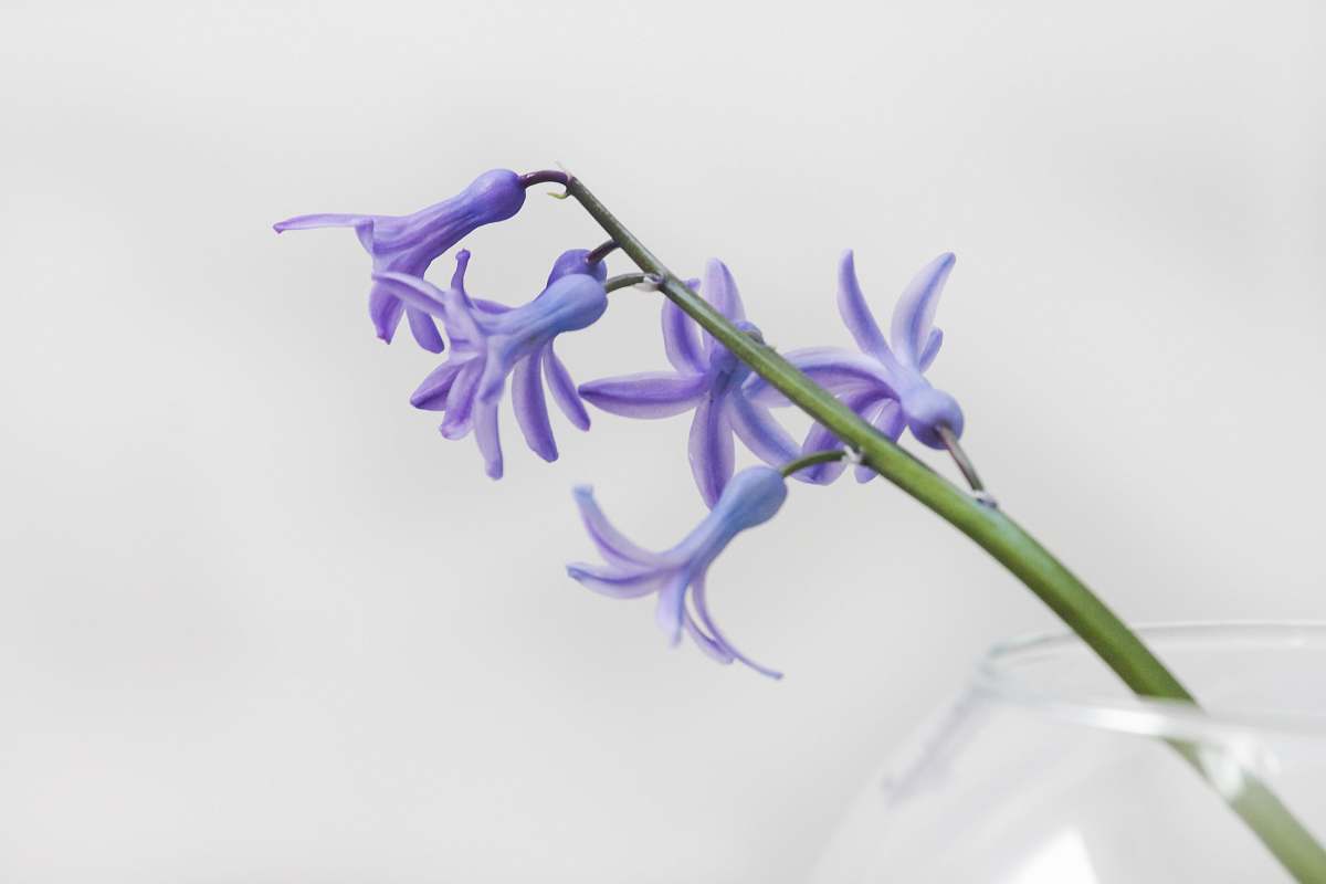 plant close-up photo of purple petaled flower flowers