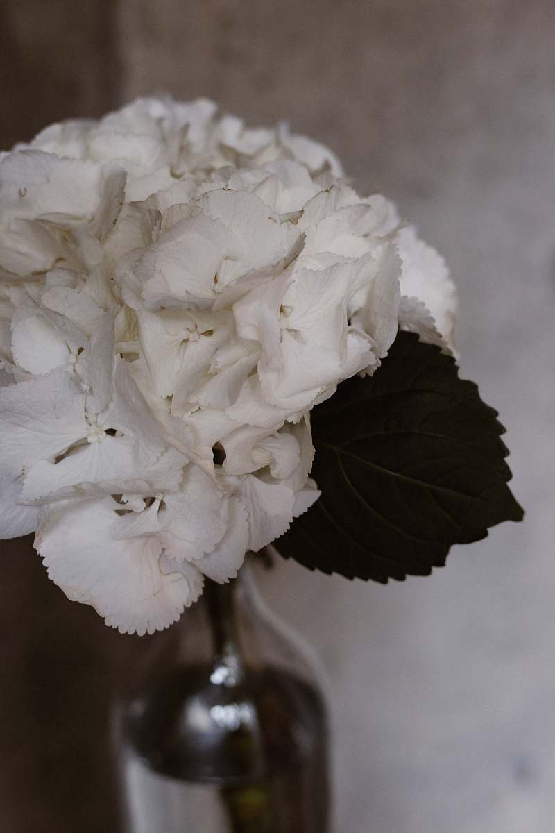 grey close up photo of white flower creme