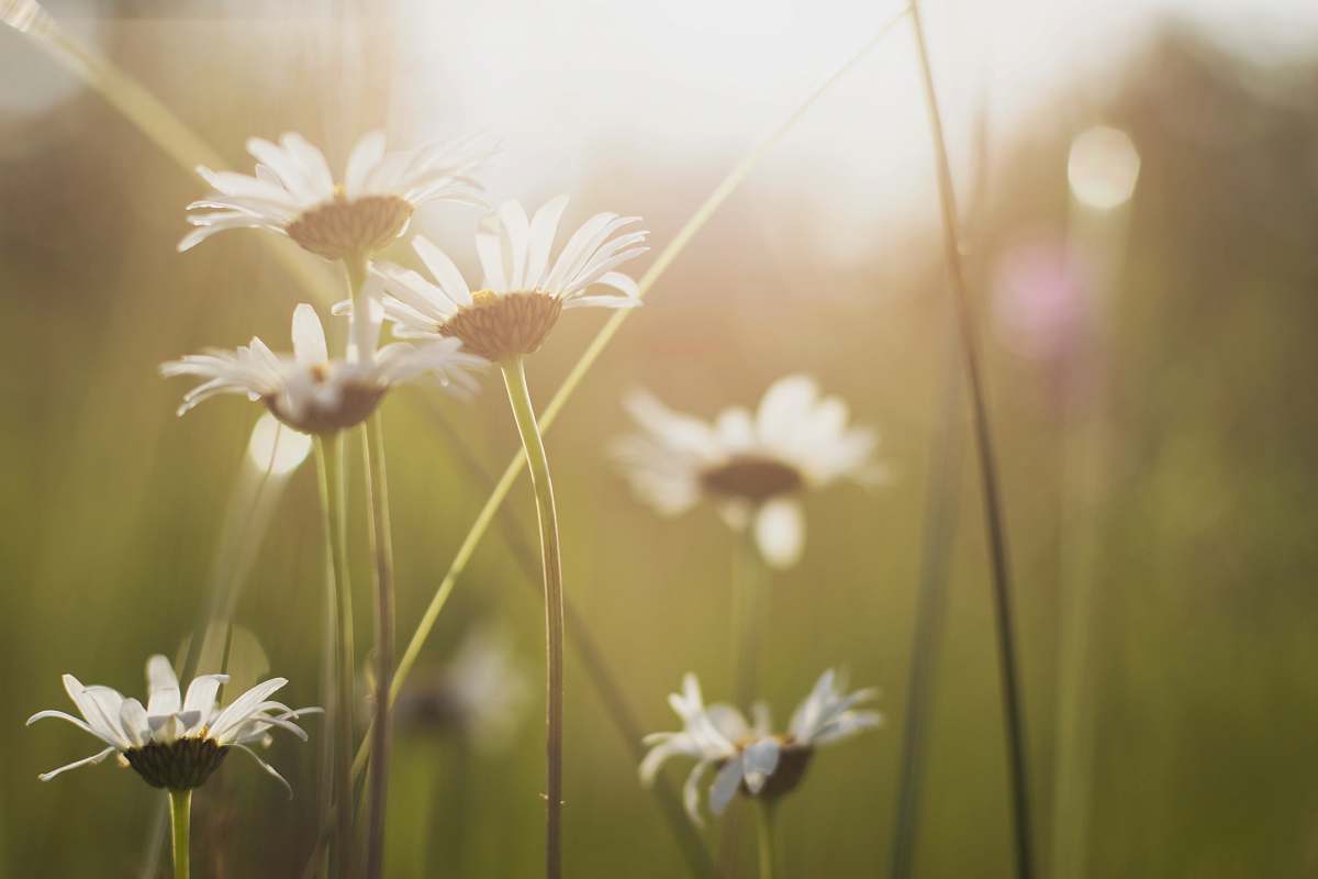 daisies close up photo of white petaled flower daisy