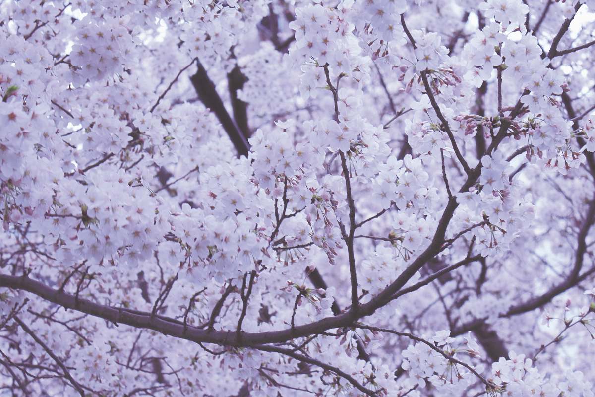 blossom closeup photo of cherry blossoms japan
