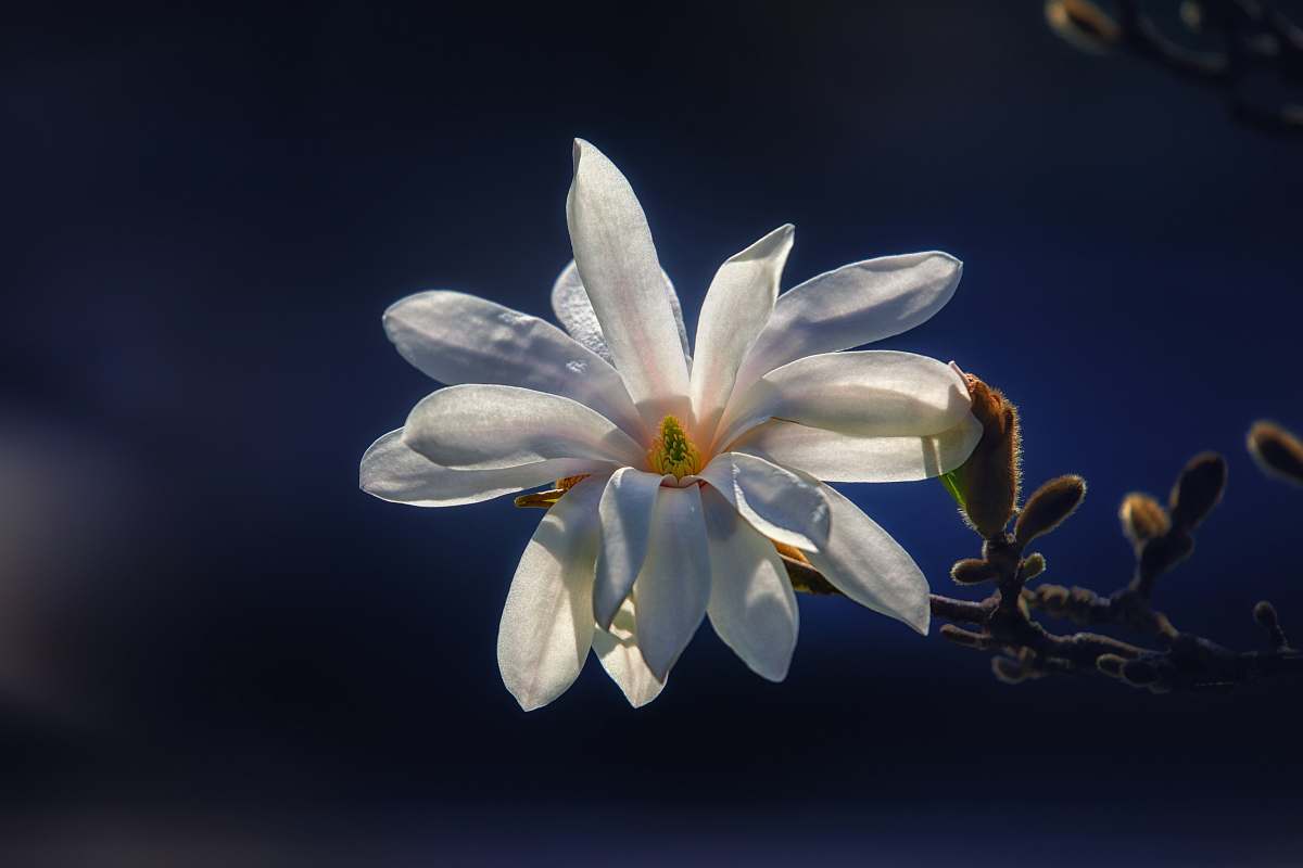 blossom closeup photo of white cluster petaled flower petal