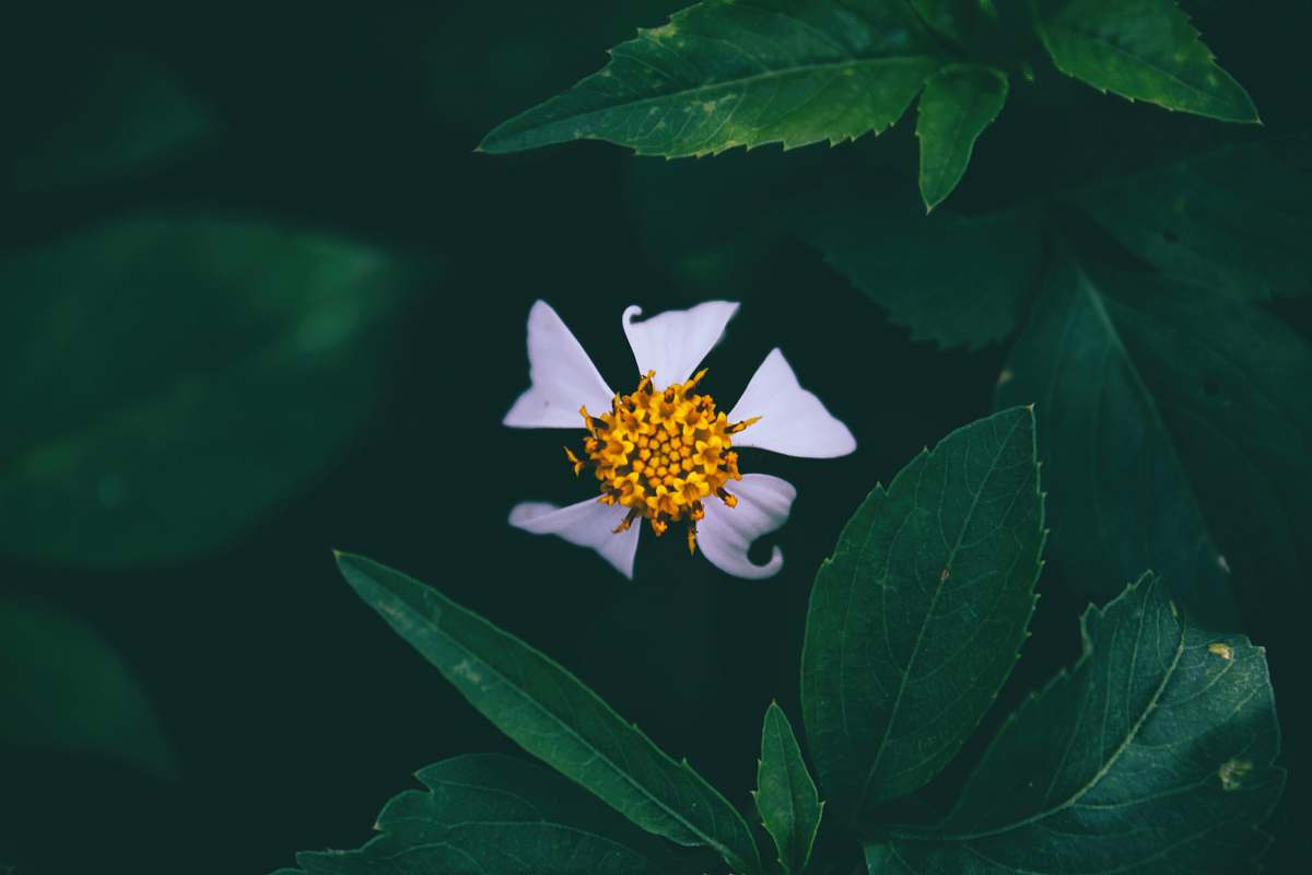 bloom closeup photo of white petaled flower plant