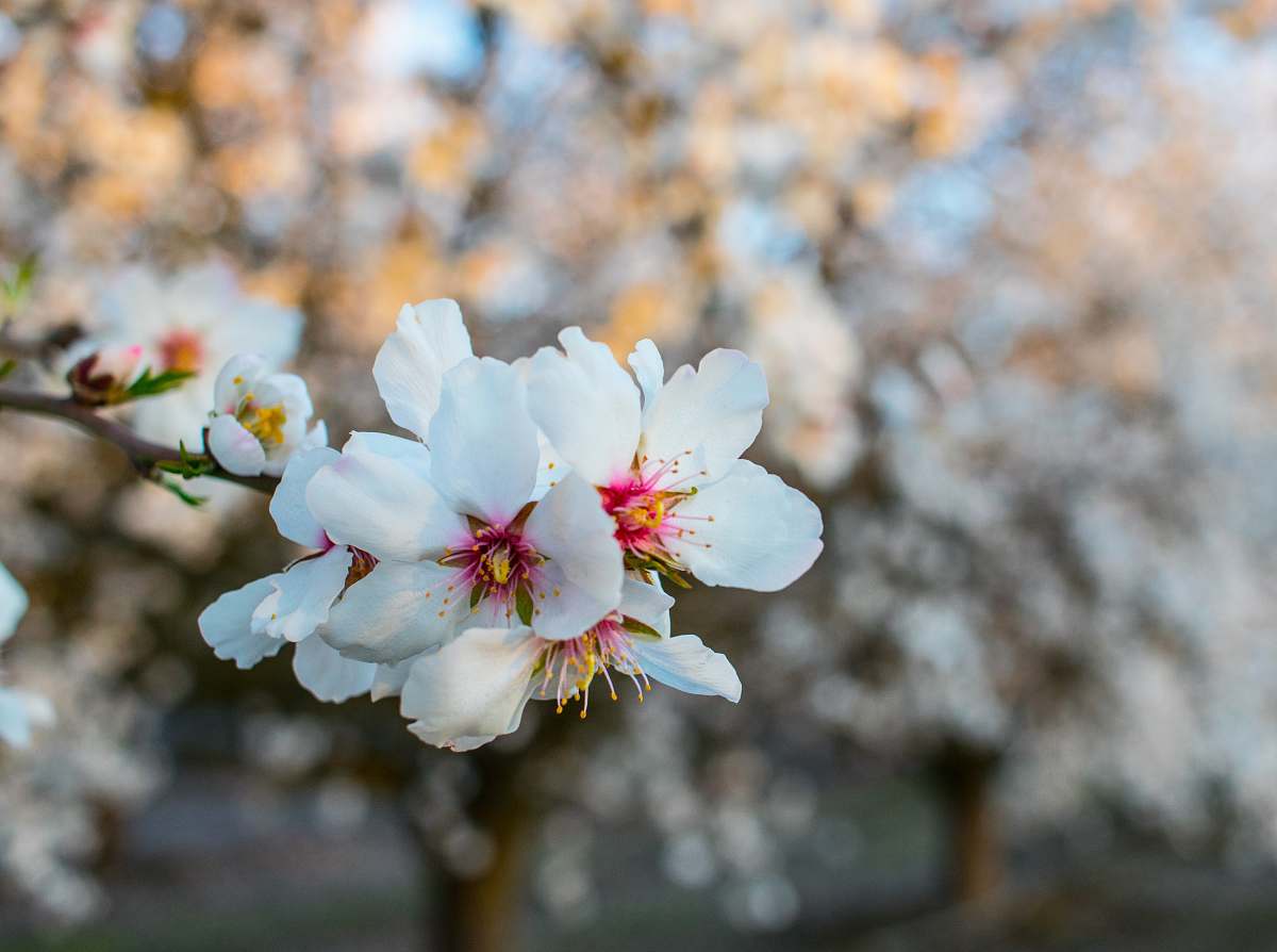 blossom closeup photo of white petaled flowers plant