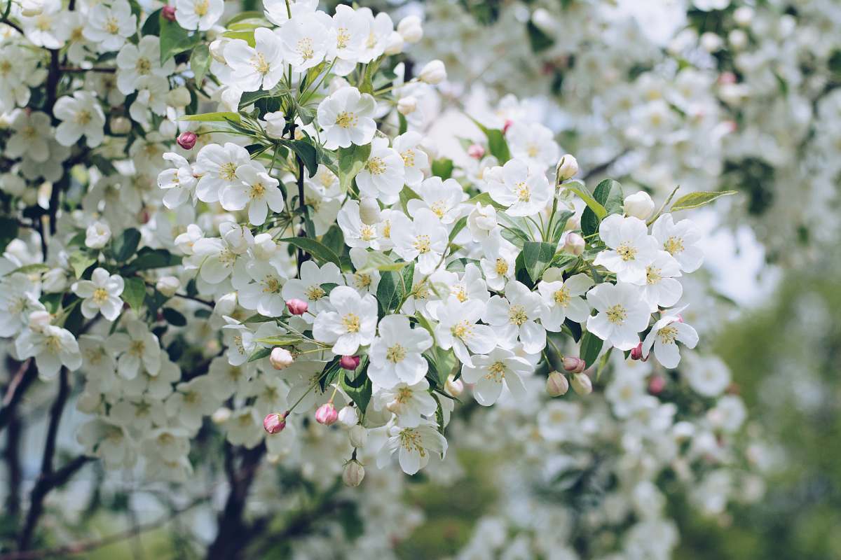 plant closeup photo of white petaled flowers blossom