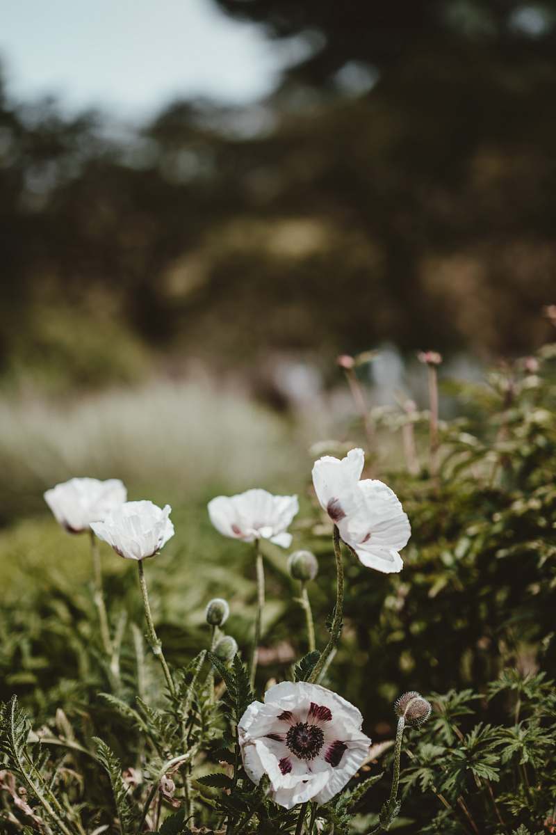 poppy closeup photography of white clustered petal flowers flora
