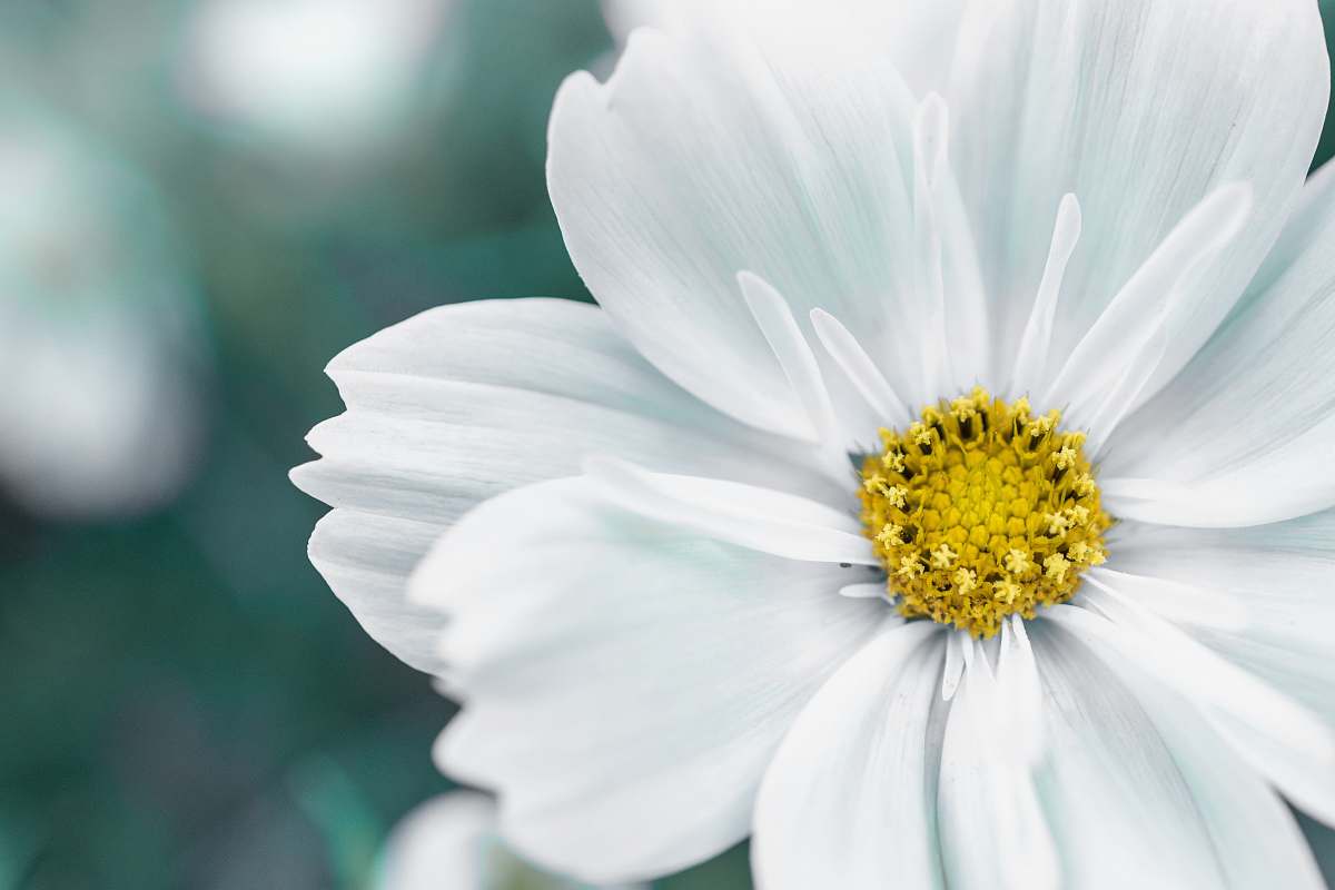 pollen closeup photography of white petaled flower daisy