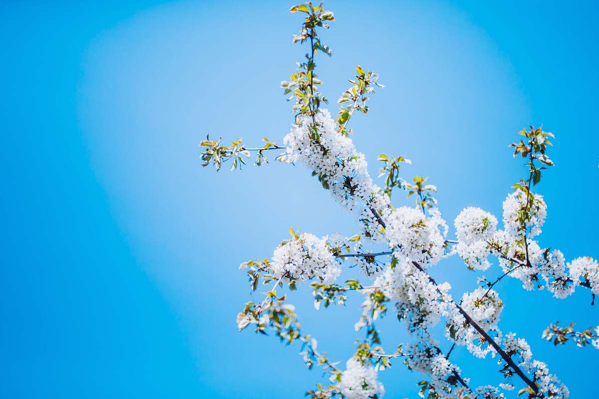 flora closeup photography of white petaled flowers during daytime blossom