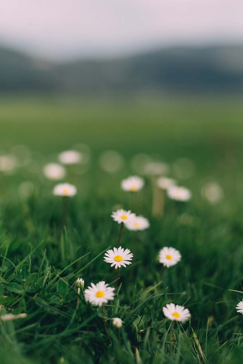 plant daisy flowers grass