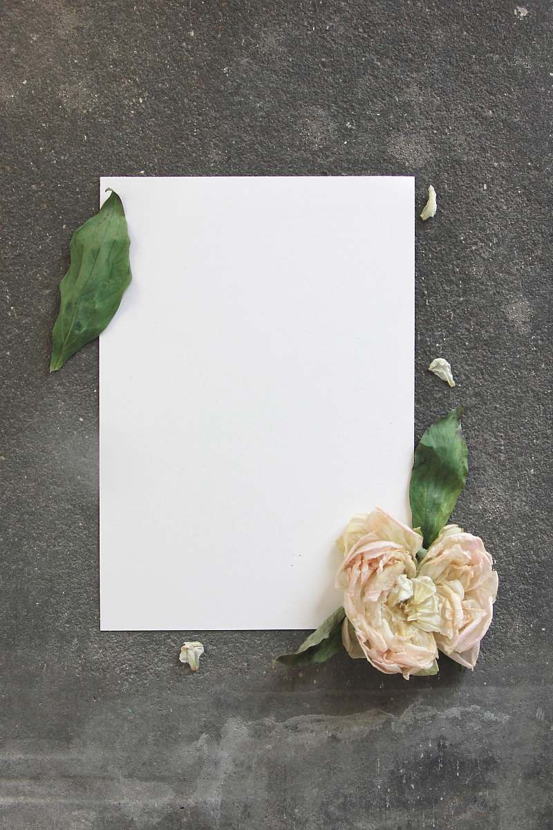 blossom flower on empty printer paper plant