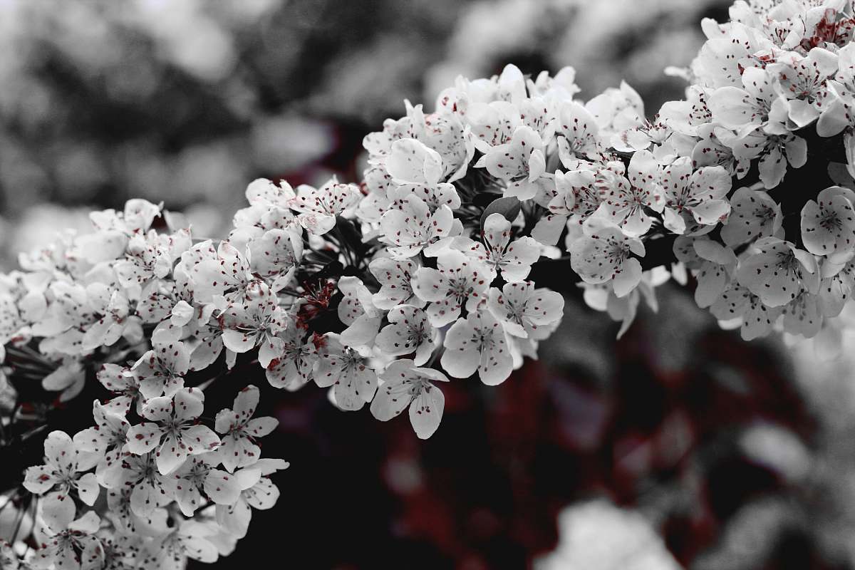 blossom grayscale photo of petaled flower flora