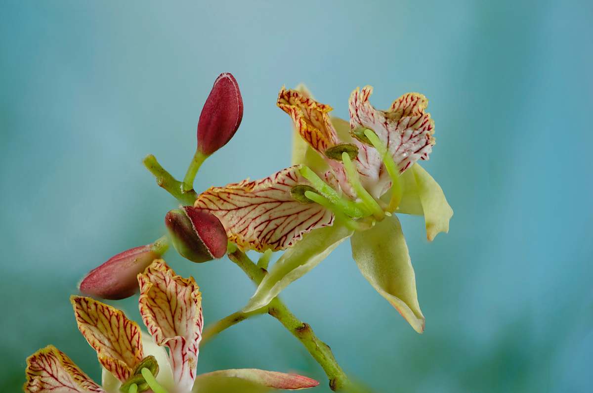 plant green and red orchid pollen
