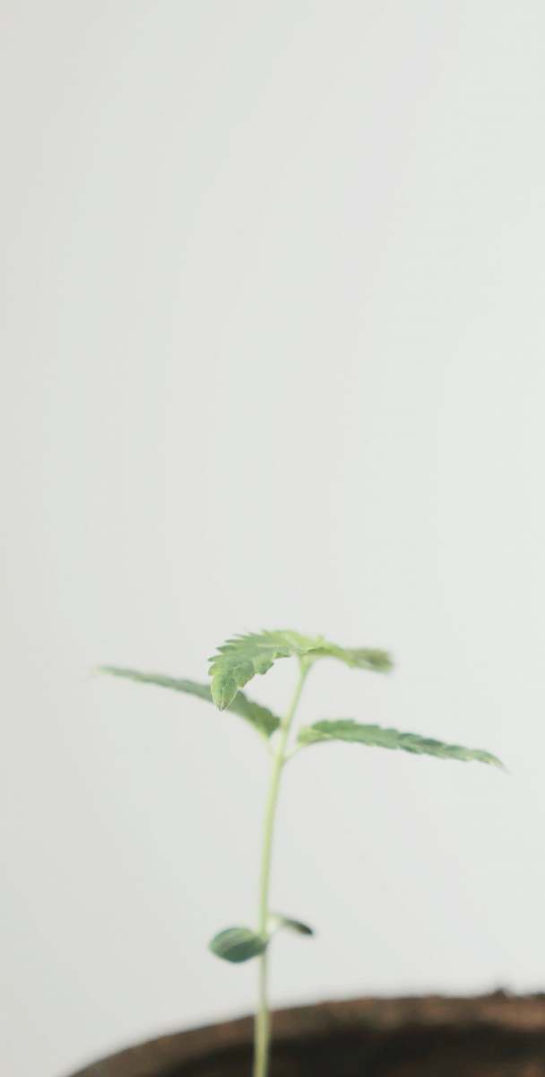 plant green leaf potted plant art