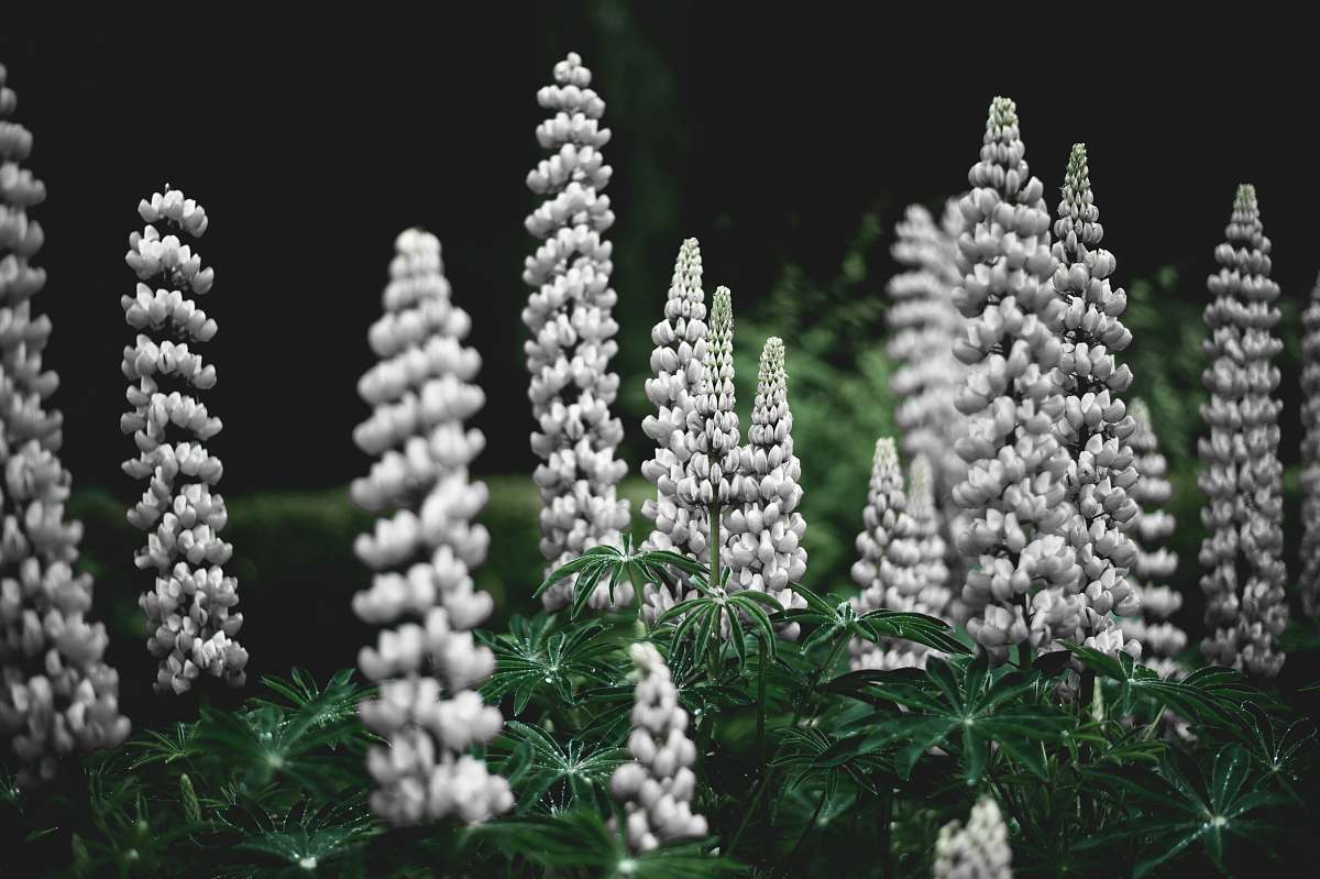 lupin lavender flower garden