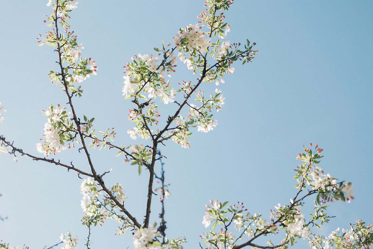 blossom low angle photo of white petaled flowers in bloom flora