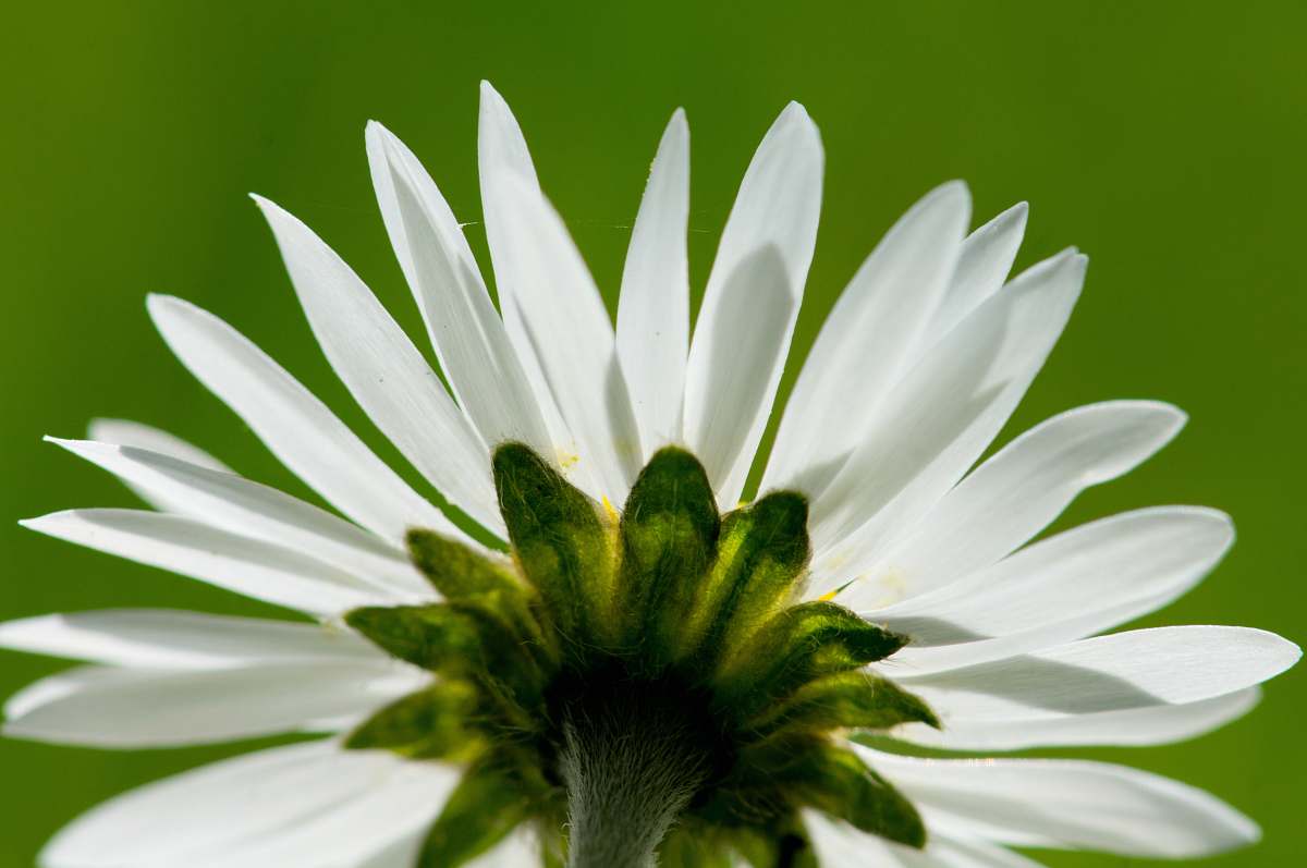blossom low-angle photography of white petaled flower daisy