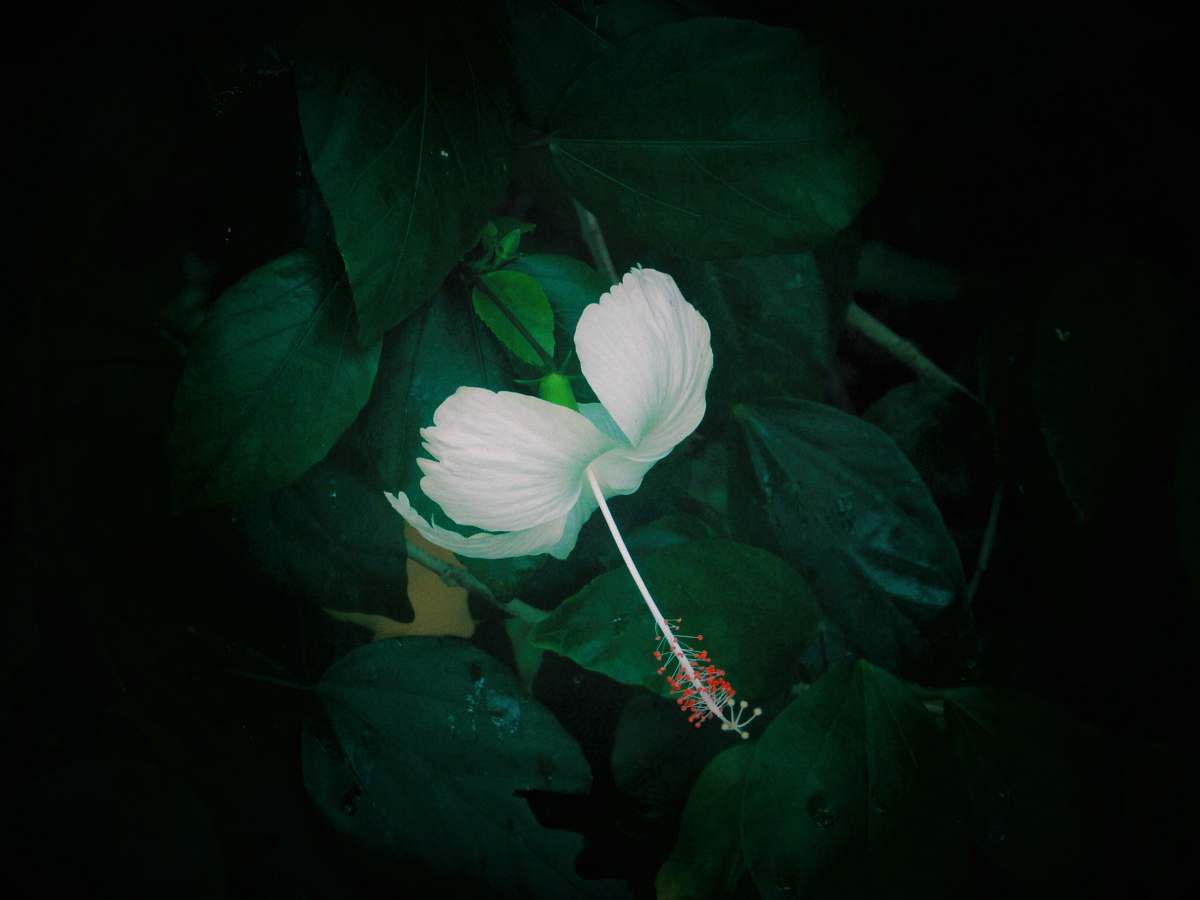 human macro photo of white flower person