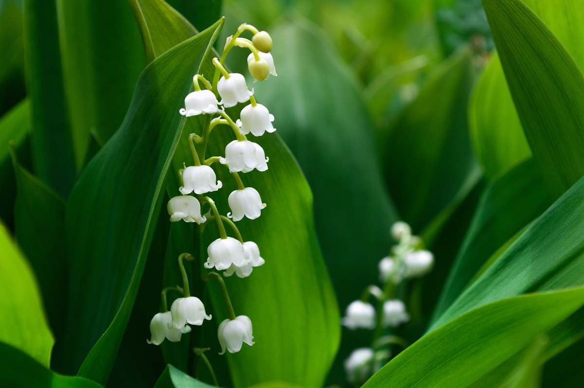 plant macro photography of white flowers france