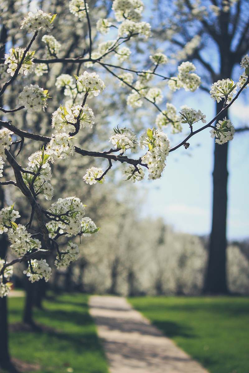 blossom macro photography of white leaf tree flora