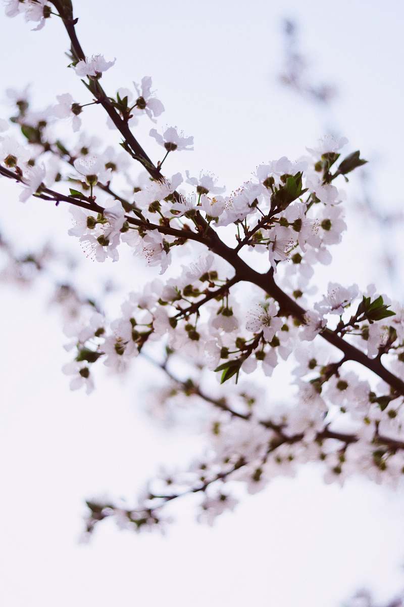 blossom macro shot of cherry blossom cherry blossom