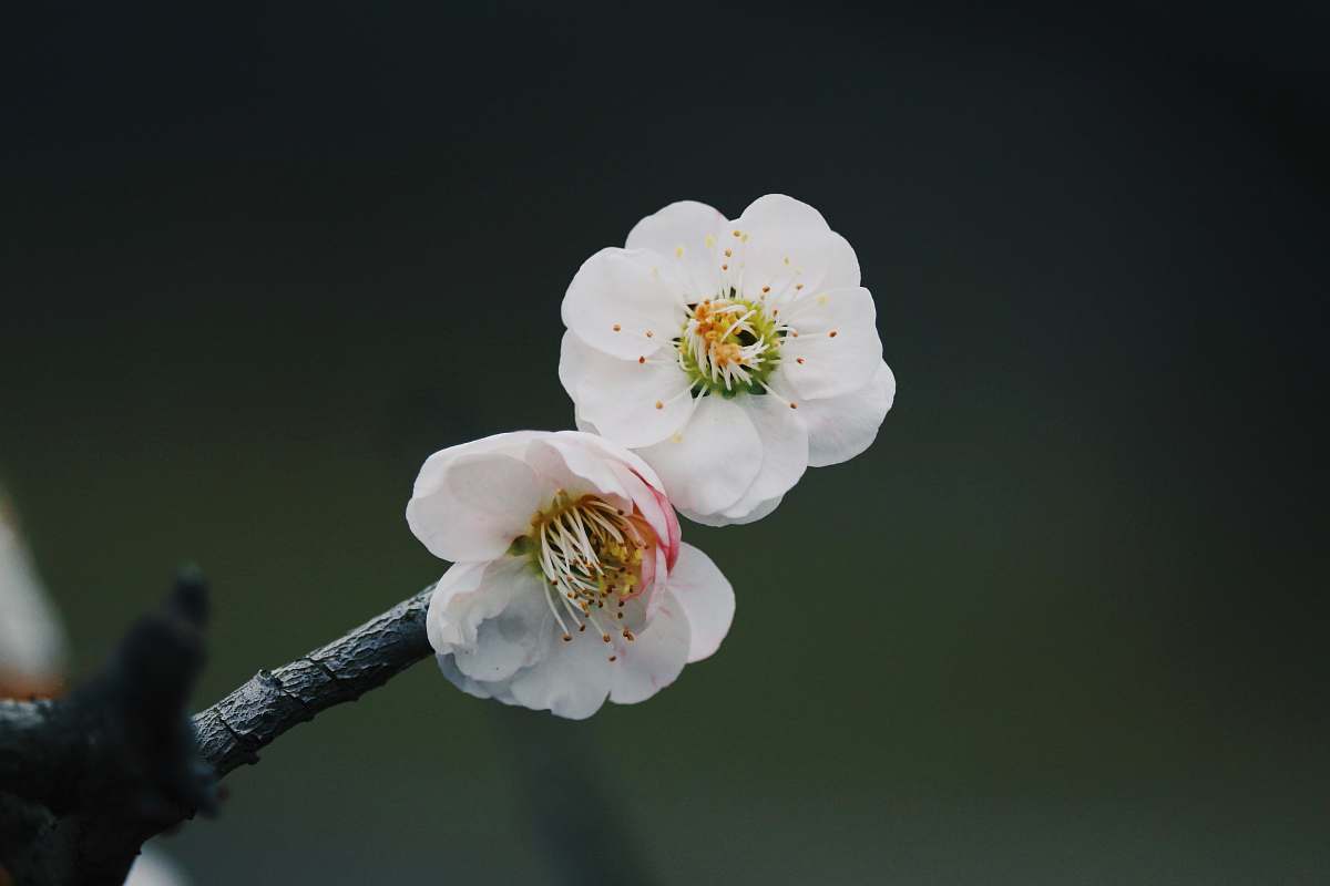 blossom macro shot of white flowers plant