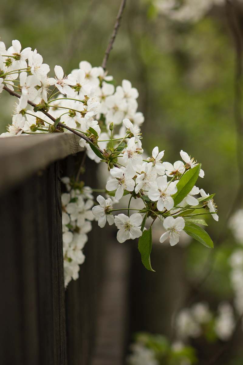 plant macro shot of white flowers blossom