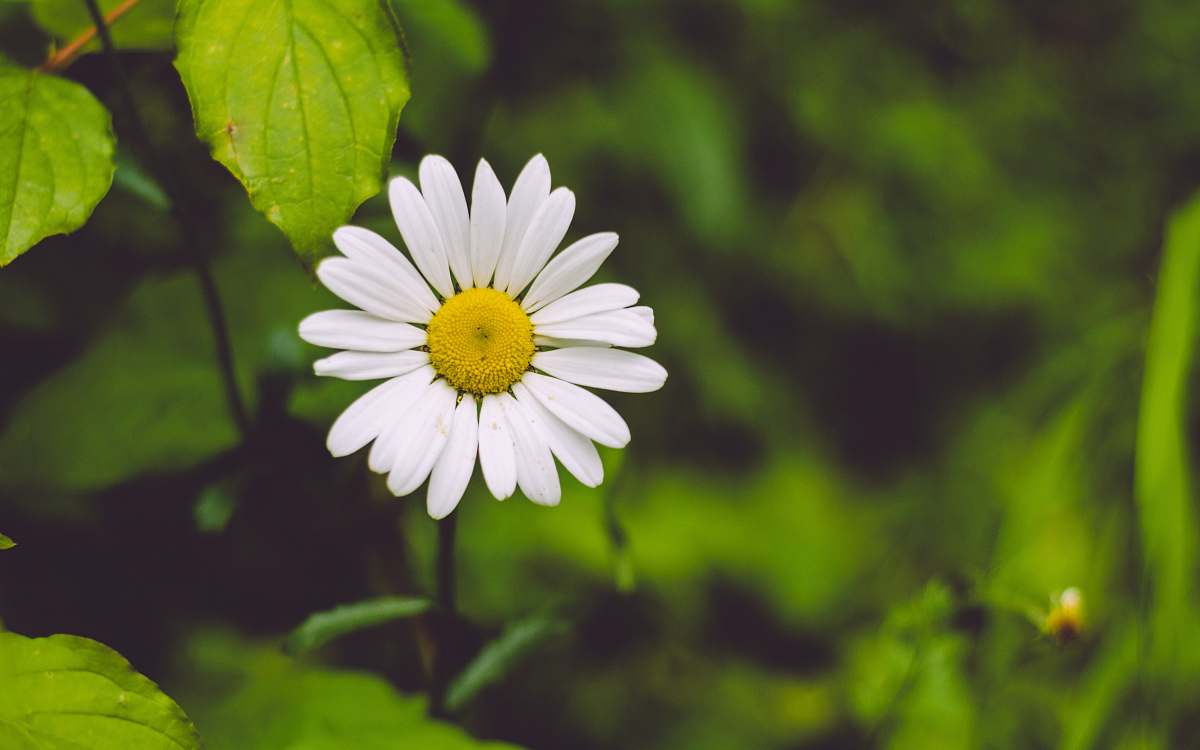 daisy photo of white daisy flower flora