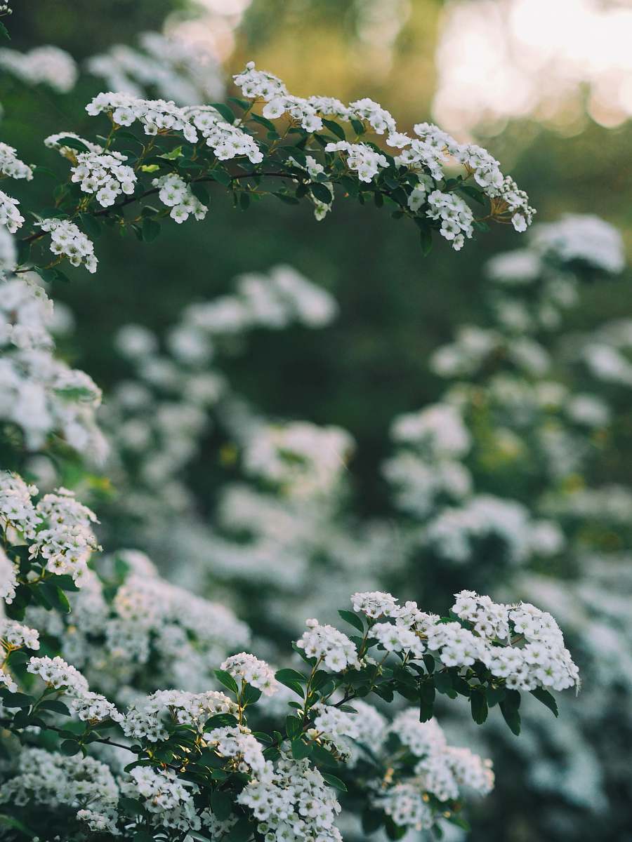 blossom photo of white flowers during day time plant