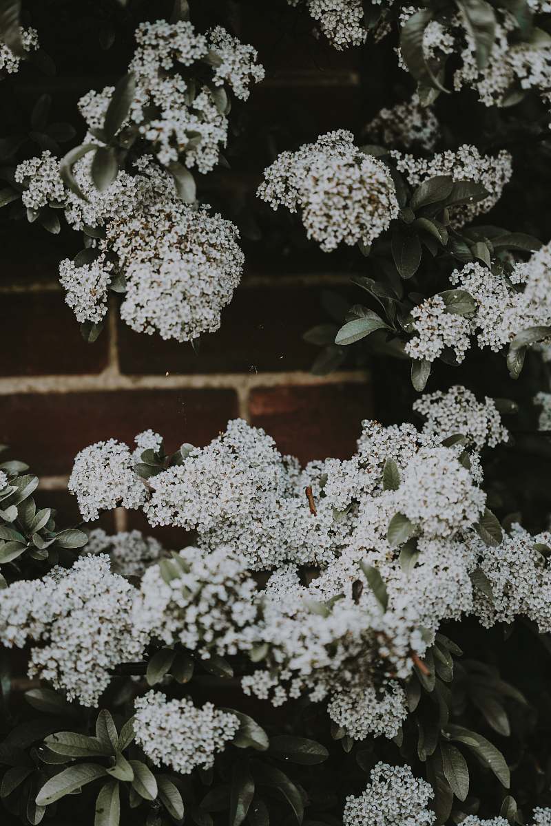 plant photo of white hydrangeas flowers blossom