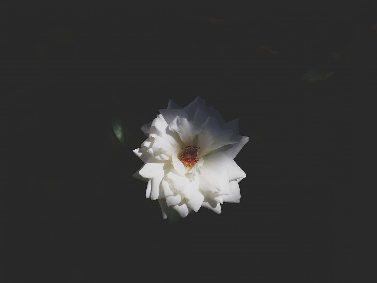 blossom photo of white petaled flower daffodil